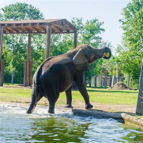 Zoo jacksonville - REZOOVENATION will touch nearly every corner of the Zoo, beginning with an innovative, immersive arrival experience and benefiting animals and visitors alike...